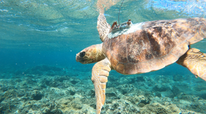 Protéger les espèces marines à l'île de La Réunion avec TV5MONDE !
