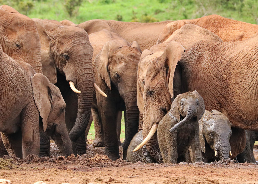 Comment voyager dans le respect des animaux ?