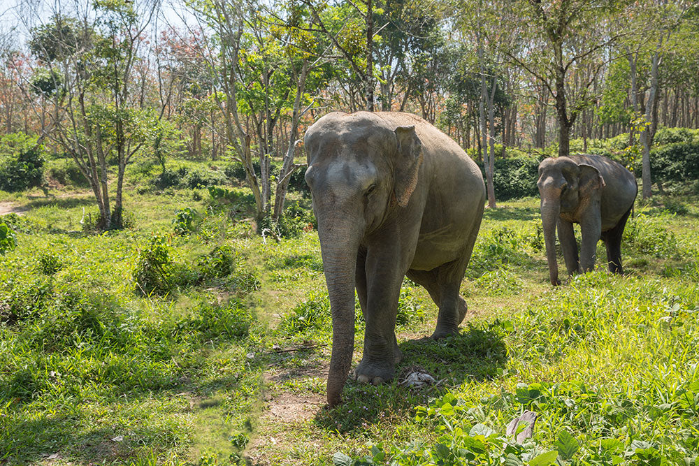 Comment observer les éléphants en Thaïlande sans leur nuire ?