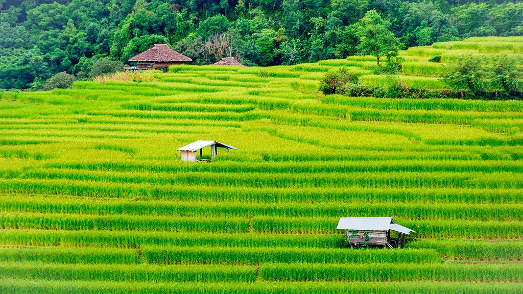 3 adresses pour pratiquer le volontariat et le Wwoofing en Thaïlande et au Cambodge