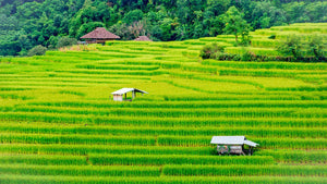 3 adresses pour pratiquer le volontariat et le Wwoofing en Thaïlande et au Cambodge
